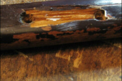 Houpaci-k²eslo-Fischel-4