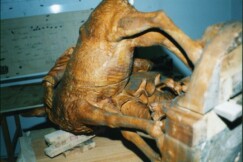 02-Svaty-Hubert-socha-lipa